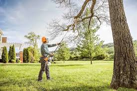 Best Tree Maintenance Programs  in Ridgebury, CT