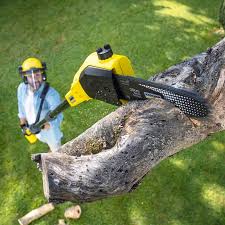 Best Tree Preservation Services  in Ridgebury, CT