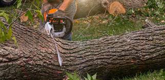 Best Tree Disease Treatment  in Ridgebury, CT