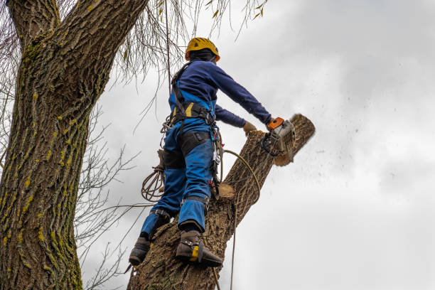 Best Firewood Processing and Delivery  in Ridgebury, CT