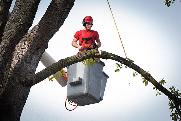 Best Hedge Trimming  in Ridgebury, CT