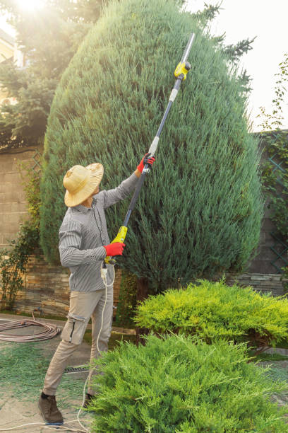 Best Palm Tree Trimming  in Ridgebury, CT